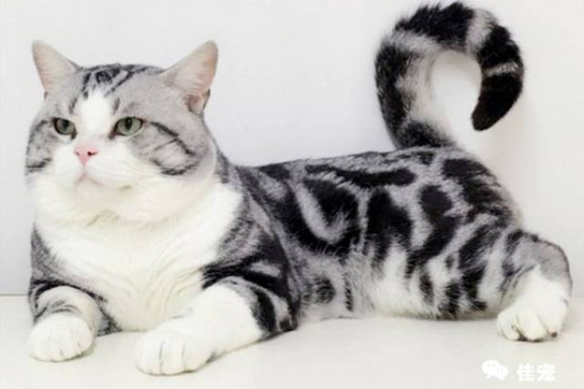 猫咪怎么样才会长跳蚤 14f735e6e76f456583c182aaa274f36f.jpeg