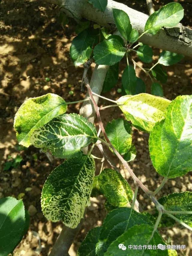 所以要想病害少,在注意防治的同时,核心需要改善果树土壤的平衡.