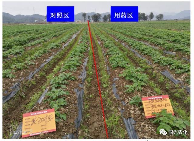【试验示范】"根宝套餐"在马铃薯上的促根壮苗示范