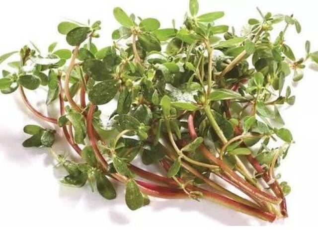 马齿苋能治疗痔疮吗 马齿苋怎么治痔疮