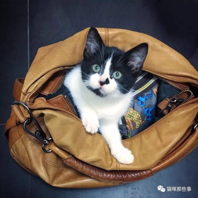 流浪的小猫敲门求救,其实ta的内心住着一个猫霸王!