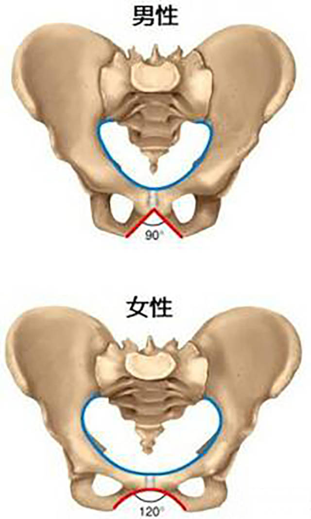 由于女性的盆骨需要适应孕育胎儿和分娩的功能,所以男女的盆骨是有