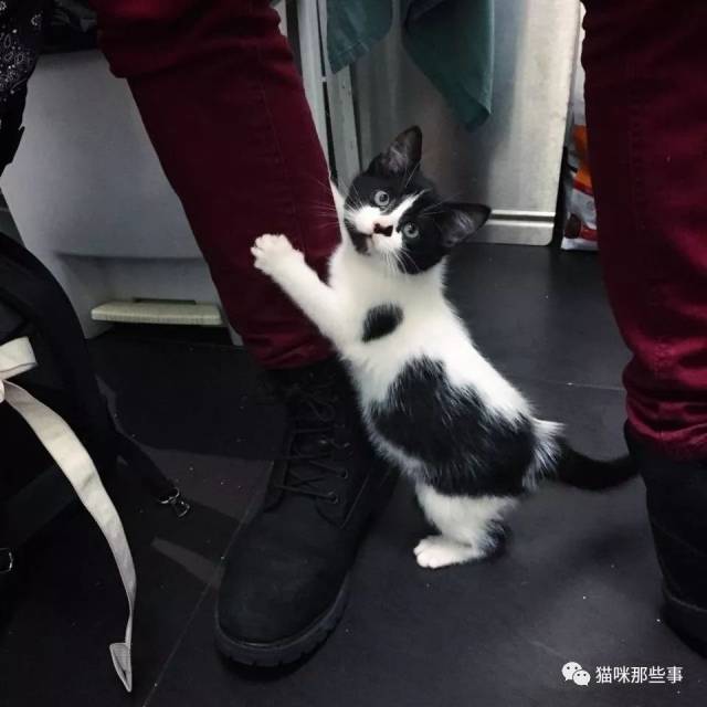流浪的小猫敲门求救其实ta的内心住着一个猫霸王