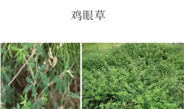 【五谷丰】高清杂草图谱,一次全认识了