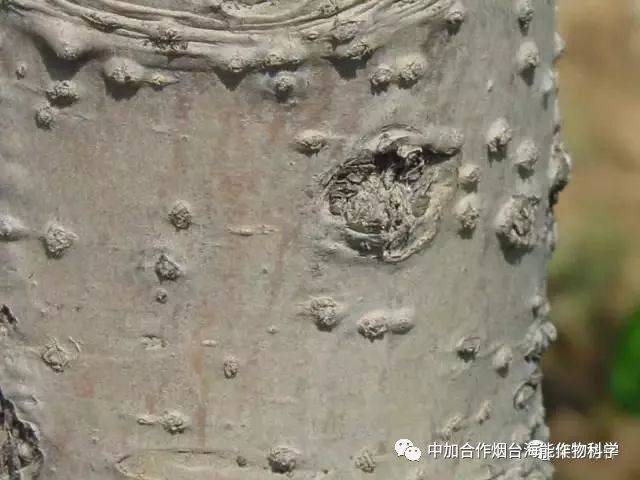 霉心病