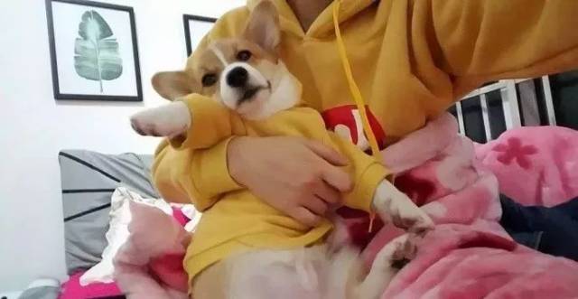 摔死柯基犬的母亲：你摔死的是自己的良心！