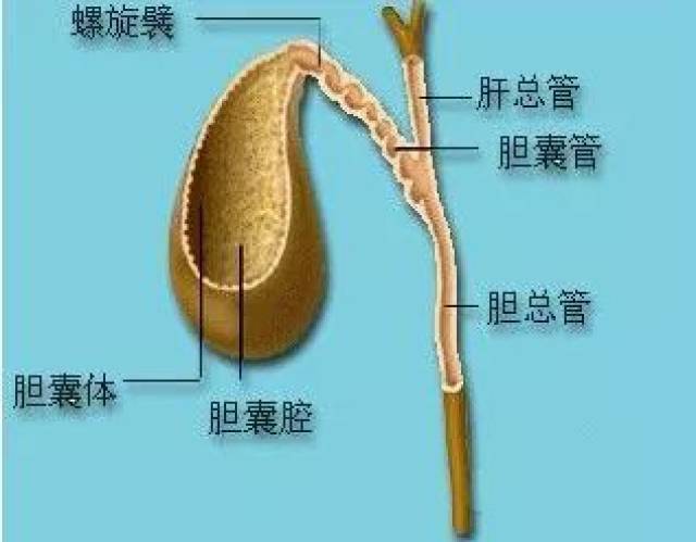 中医子午流注十二时辰养生法