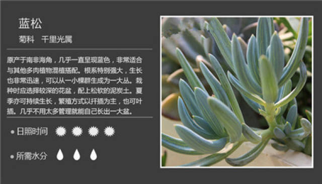 100种常见多肉植物图谱及养护方法