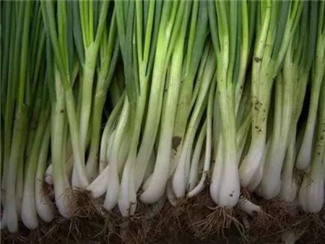 小葱和大葱差别竟然这么大？你吃对了吗，近期