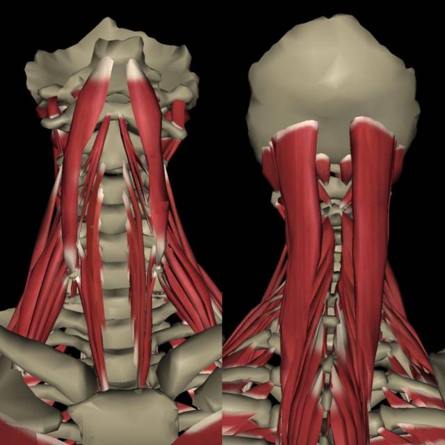 图为颈椎肌肉 ok~知识点补充完毕,接下来咱们进入正题: part1.