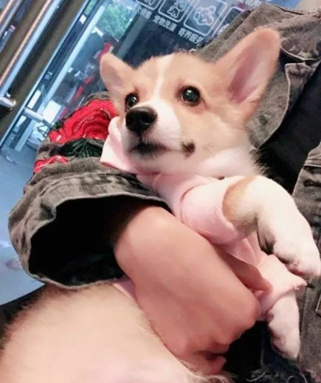 摔死柯基犬的母亲：你摔死的是自己的良心！