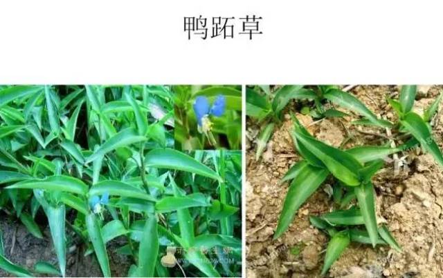 也就是说农作物田中有意识栽培的农作物除外的所有植物都是杂草