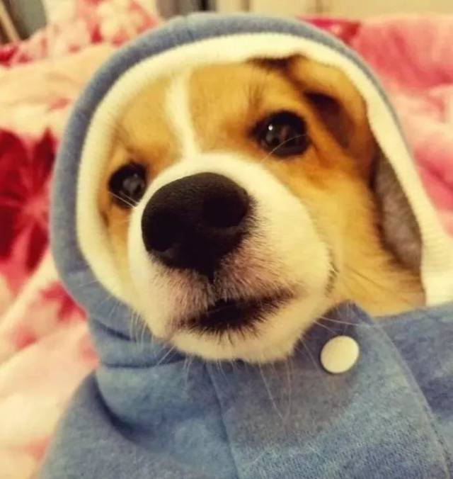 摔死柯基犬的母亲：你摔死的是自己的良心！