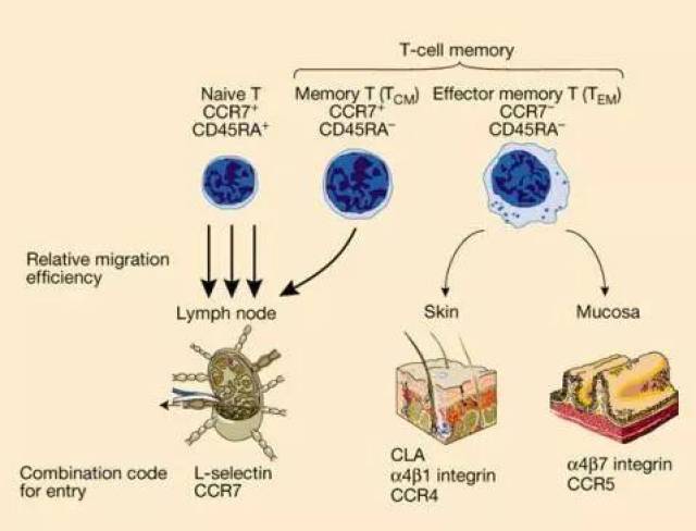记忆t细胞的作用