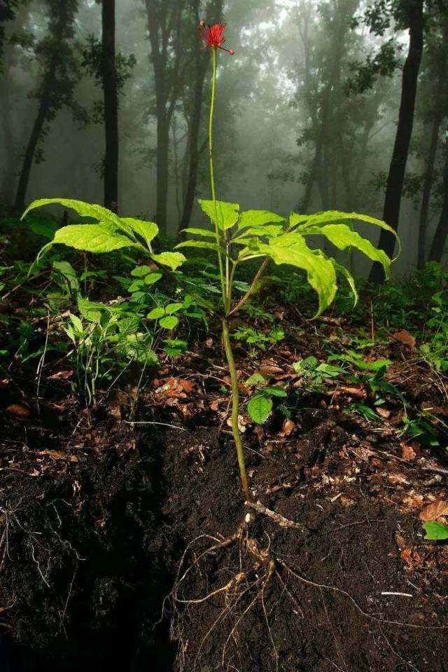 穿越春秋,来自长白山的18年新鲜野山参,天然未加工,绝对是新年送礼