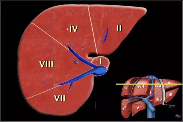 外科基本功学习:肝脏分段的解剖图谱