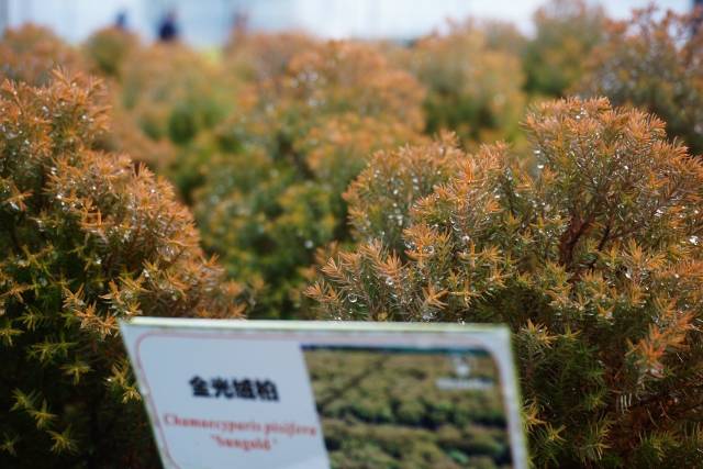 实地参观考察·植物新品种的浙江力量