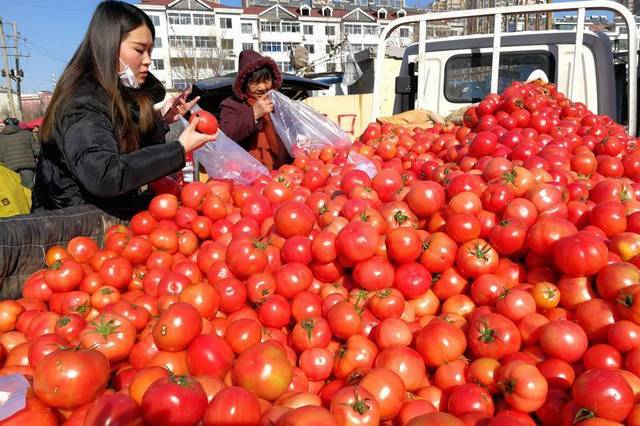 新疆普罗旺斯西红柿青岛赶大集 5块钱3斤 比当地的好吃还便宜