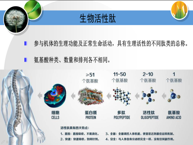 馋嘴猫小分子肽与蛋白质和氨基酸的区别