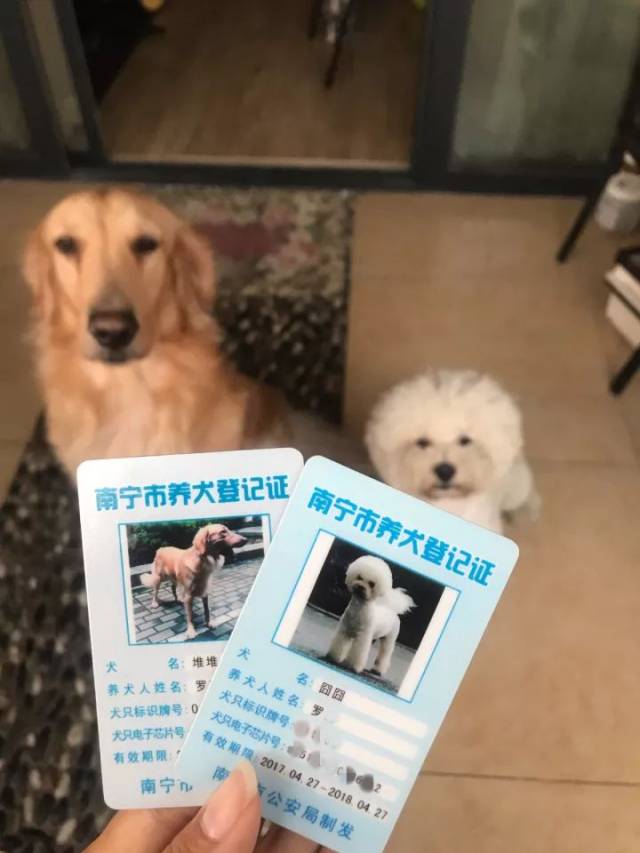 【收藏】南宁养犬登记办证全攻略!坐高铁情趣用品图片