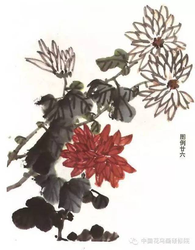 国画菊花的画法