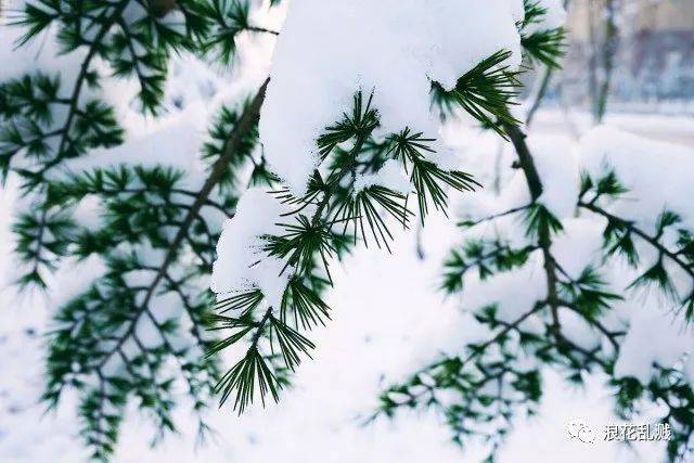 大雪压青松.