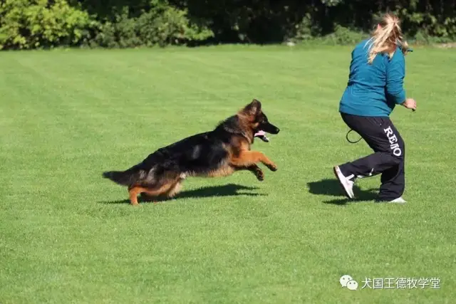 国外德牧玩家 与德牧爱犬游戏