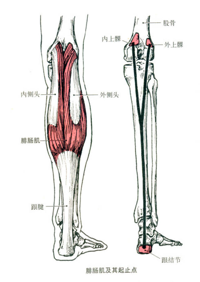 高清肌肉解剖图解