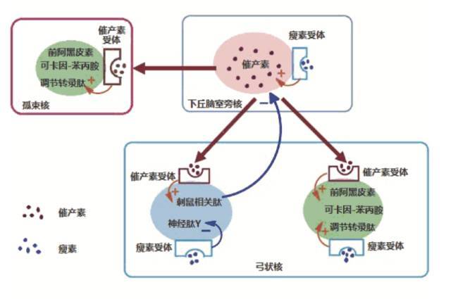 心科普丨先生你缺催产素吗?