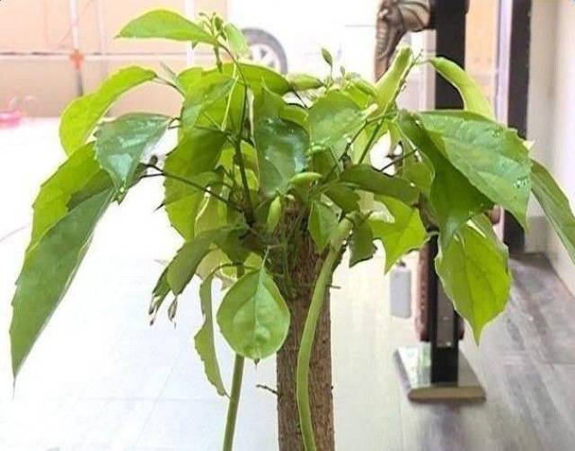 幸福树的果子看上去像是豆角一样,感觉特别有意思呢!