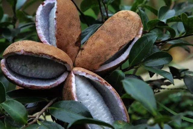 福建这60种野果野菜,你吃过几样?