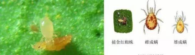 常见天敌昆虫大全(附图),农业人一定要了解的常识!