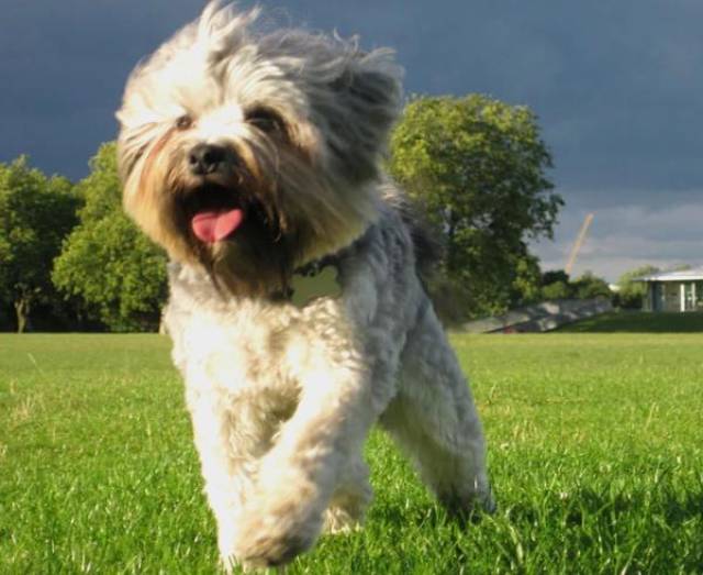 世界十大名犬排名 你想要哪种狗狗?