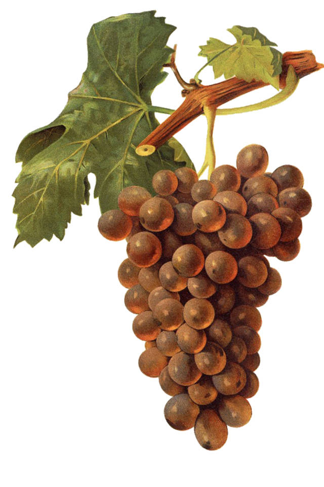 葡萄酒系列基础知识篇之葡萄品种--意大利的经