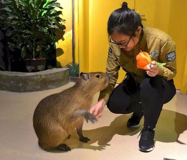 游记| 石家庄荣鼎zoomall萌宠奇缘奇遇记