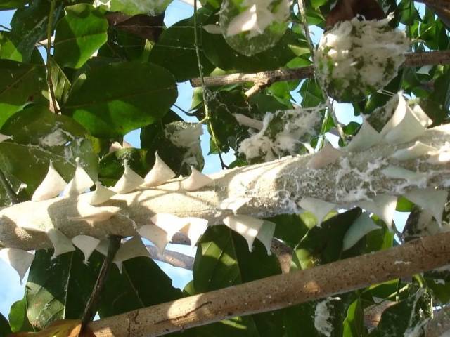 芒果白蛾蜡蝉的发生高峰期,快来看看防治措施