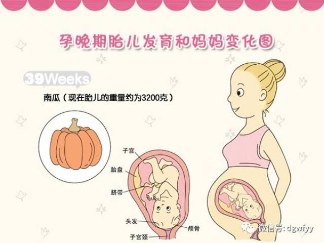 孕晚期胎儿发育和妈妈变化图