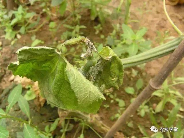 疫病 危害种类:黄瓜,南瓜,冬瓜,苦瓜,西葫芦,瓠瓜,西瓜等大部分瓜类.