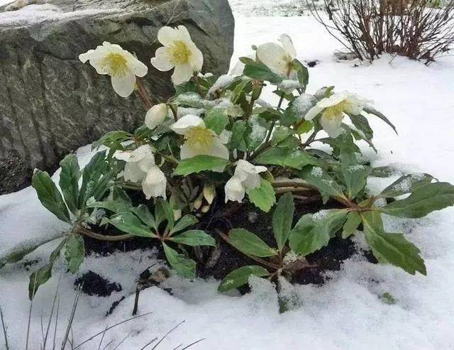 12种在零下依然冻不死又容易开花的植物,给冬天增彩!