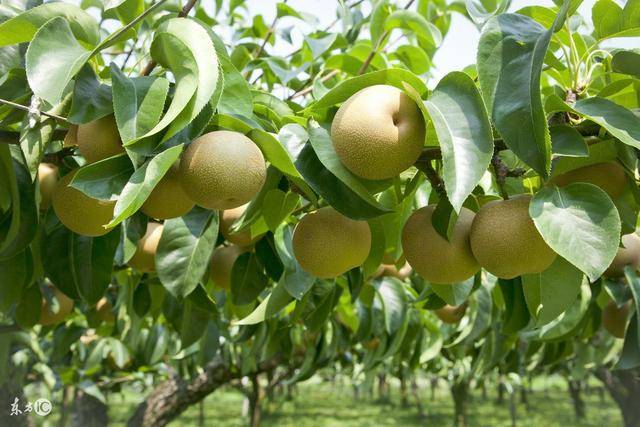 梨树栽培技术 矮化套袋梨树科学整形修剪要求