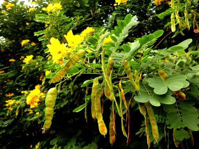 【每日一花】黄槐决明,开花时满树黄花!