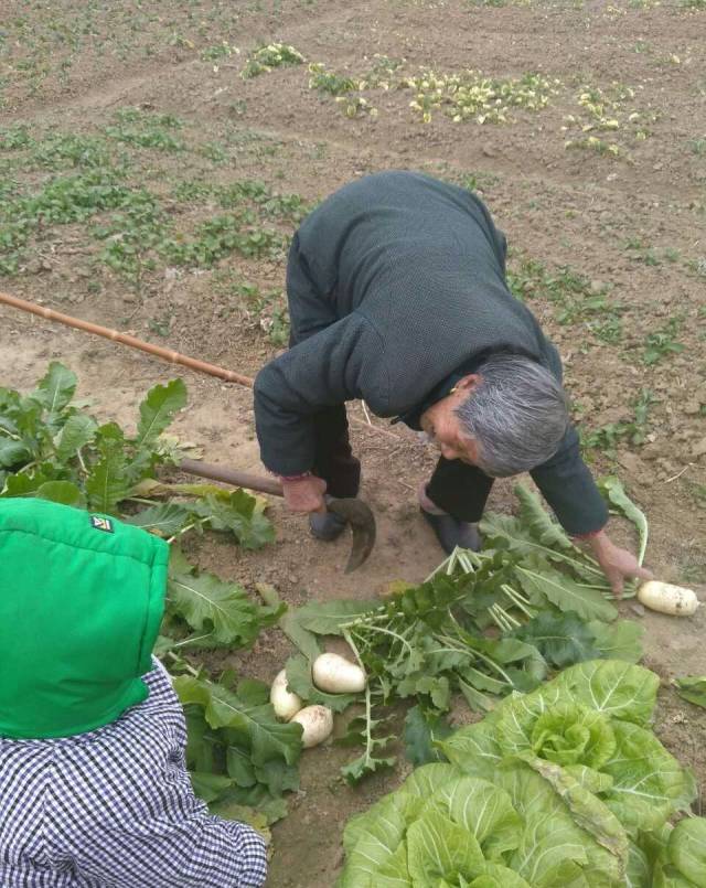 农村老太辛苦种菜却这样处理,旁人说她傻,她却坚持了几十年