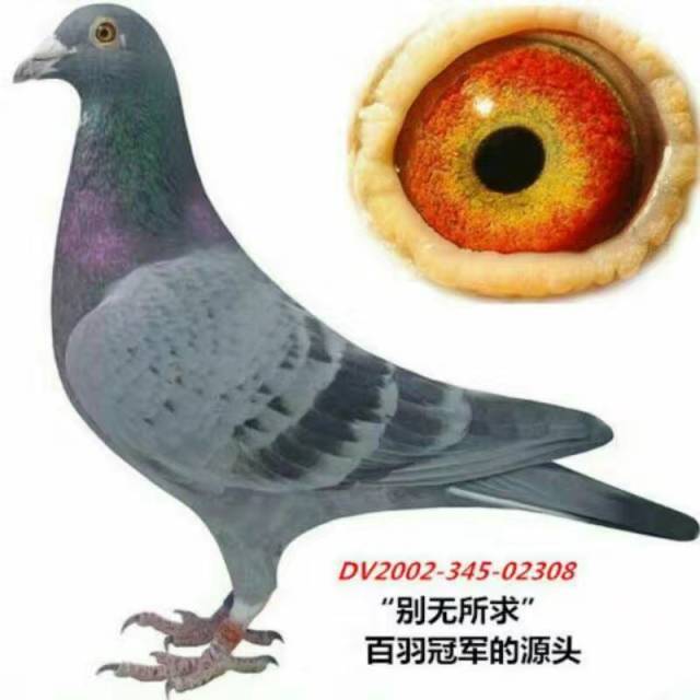 地方赛给选配一对种鸽,纯血考夫曼,1万一对,全国限3对,15天不满意可以