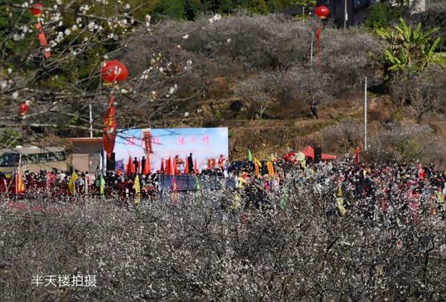 陆河县东坑镇共光"万亩梅园"举行2018年梅花节系列活动