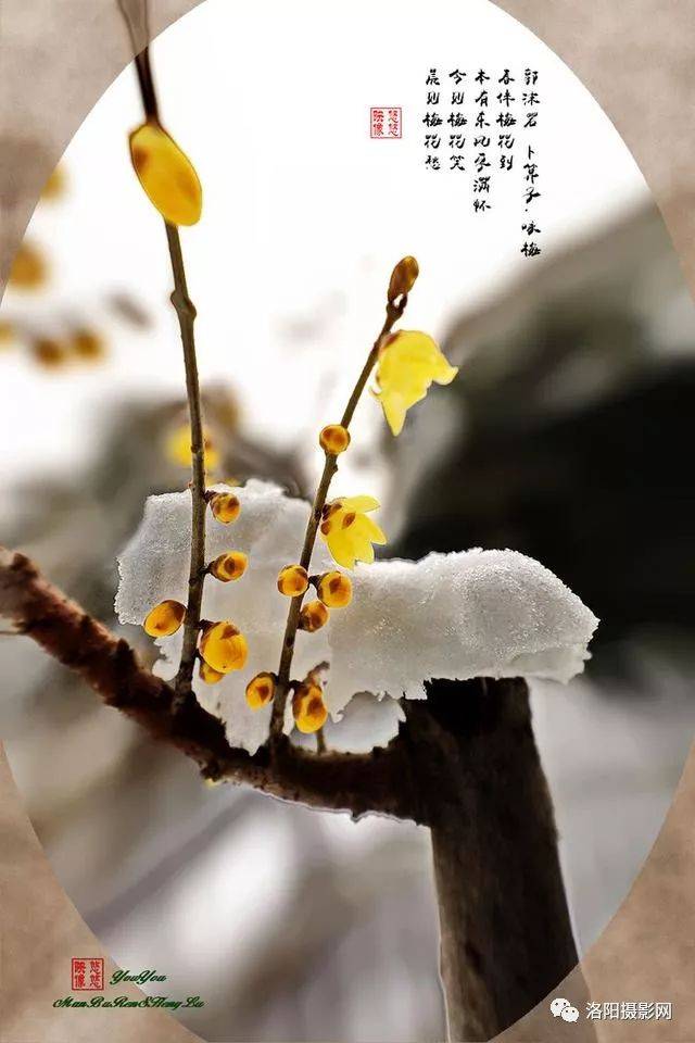 梅花摄影:观冬雪,赏梅韵,品味人生