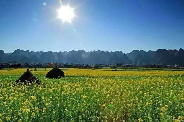 兴义油菜花最佳地点,油菜花旅游地点推荐(第10页)_大山谷图库