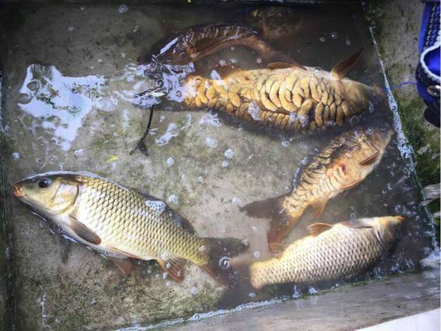 国家一级饮用水水源,钓上"三花鲤鱼"非常漂亮