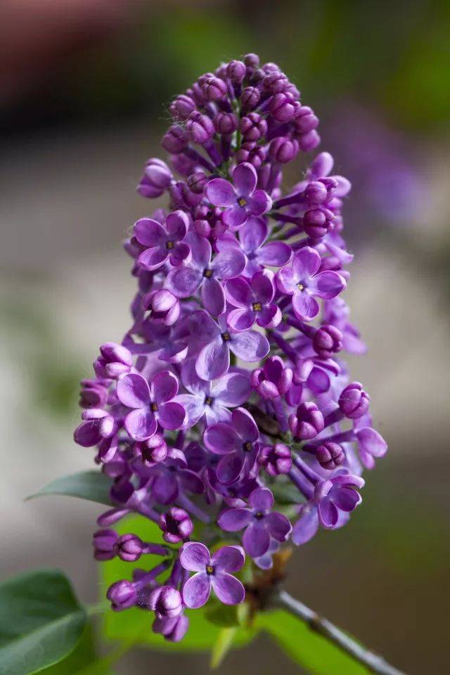 芭蕉不展丁香结,同向春风各自愁 古诗赏析