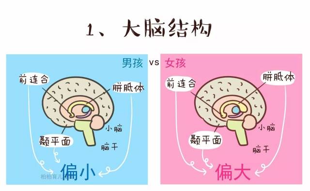 胼胝体是联接两侧大脑半球的新皮质纤维