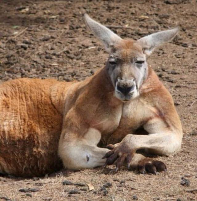 曾因一身强劲肌肉火遍世界的袋鼠“王者”,如今老了成了这副模样